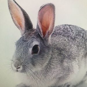 Meet your Posher, Samara